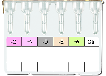 Rh Phenotype Card / Rh + K Phenotype Card (6 - Column)
